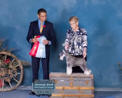 SAILOR - Canada - 11 de novembro de 2018
Juiz Noe Aburto Velazquez
Group 2nd
Handler: L. Gail Wilford