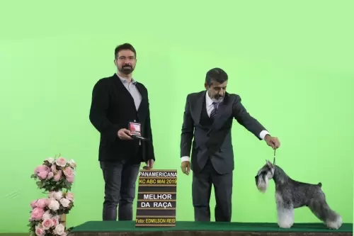SAILOR - 55a. Exposição Panamericana - KCABC
18 maio 2019 - São Bernardo do Campo/SP
Árbitro: Sr. Mário Renato Leme Duarte (Brasil)
* Handler: Paulo Paixão Jr.
