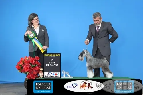 AARON - II Exposição Nacional Especializada da Raca Schnauzer - CLUSC: 30 agosto 2025 - Aracoiaba da Serra/SP
Árbitro: Sra. Natalia Cecilia Marenda (Argentina)